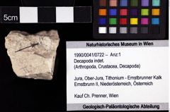 Foto (Objket + Etiketten) von Decapoda indet. 